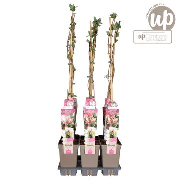 Lonicera periclymenum 'Belgica Select'