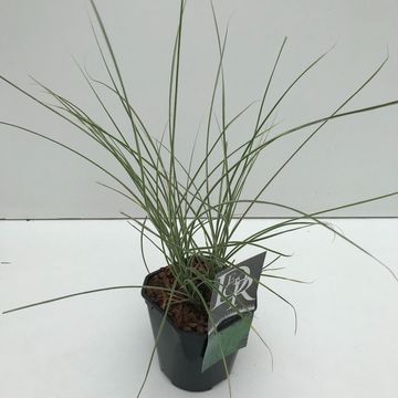 Miscanthus sinensis 'Морнинг Лайт'