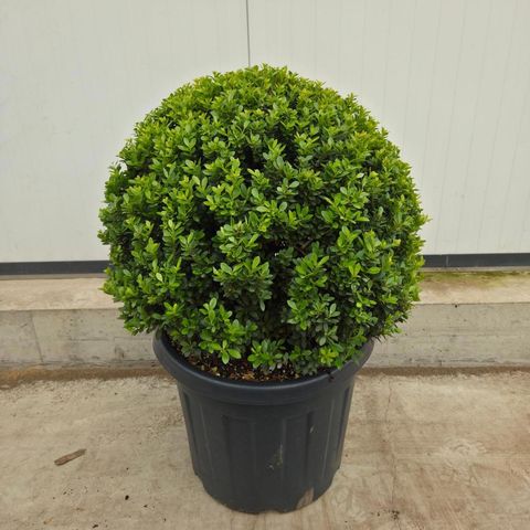 Ilex crenata 'Maxima'