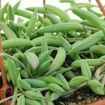Senecio radicans