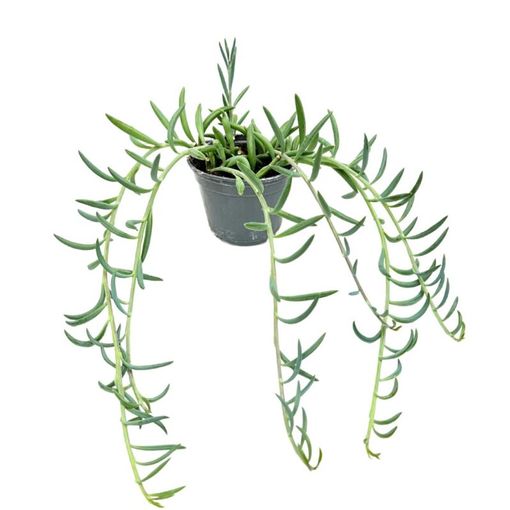 Senecio radicans