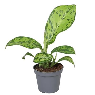 Dieffenbachia 'Crocodile'