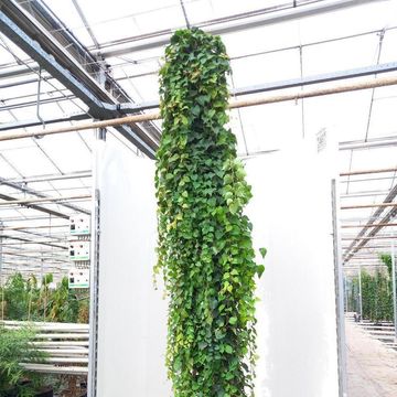 Parthenocissus tricuspidata 'Veitchii'