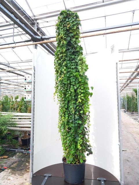 Parthenocissus tricuspidata 'Veitchii'