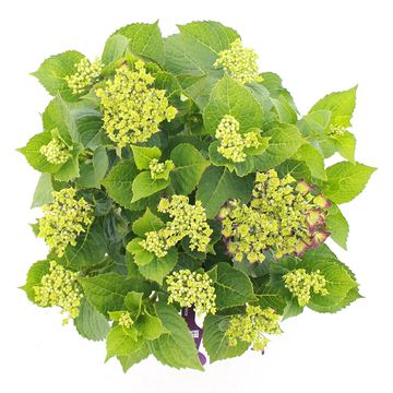 Hydrangea macrophylla MUSIC COLLECTION DEEP PURPLE DANCE