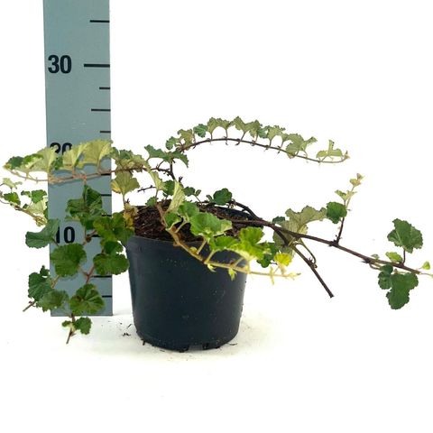 Rubus 'Betty Ashburner'