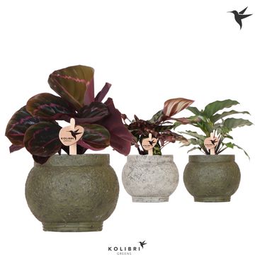 Calathea MIX