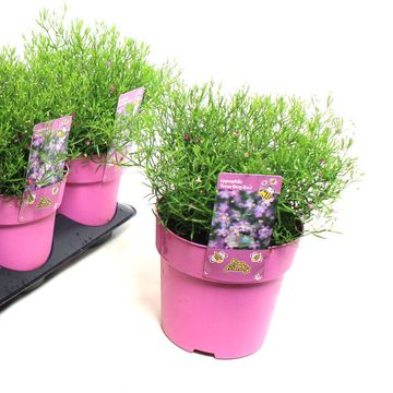 Gypsophila muralis 'Teeny Deep Rose'