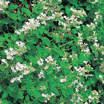 Nepeta racemosa 'Snowflake'