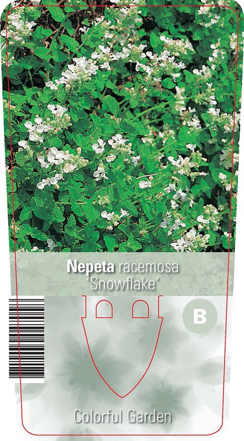 Nepeta racemosa 'Snowflake'