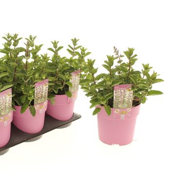 Nepeta sibirica SERENE WILD ORCHID