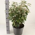 Elaeagnus x ebbingei 'Compacta'
