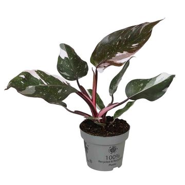 Philodendron 'Red Anderson'