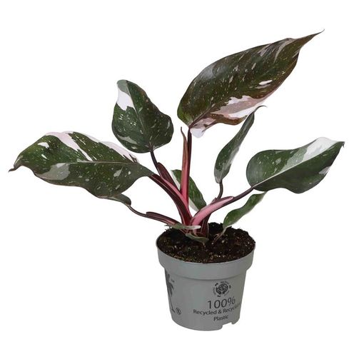 Philodendron 'Red Anderson'