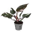 Philodendron 'Red Anderson'