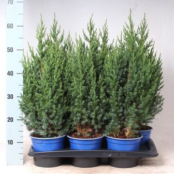 Juniperus chinensis 'Stricta'