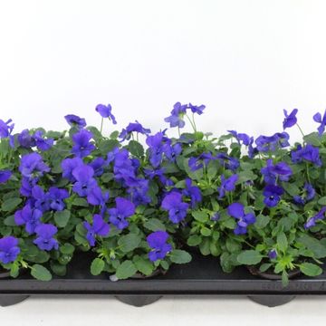 Viola DELTINI BLUE BEACON