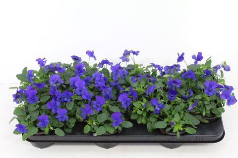 Viola DELTINI BLUE BEACON