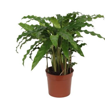 Calathea rufibarba 'Blue Grass'