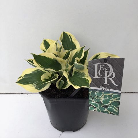 Hosta 'Patriot'