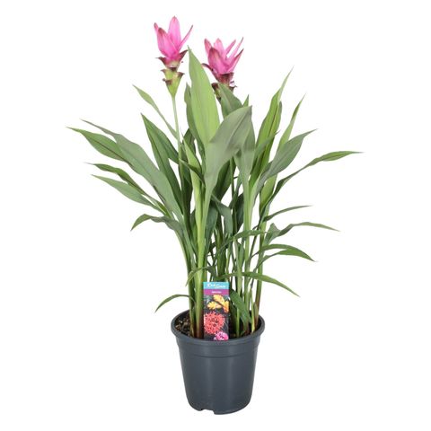 Curcuma alismatifolia SIAM SUPREME