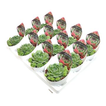 Sempervivum 'Mystic'