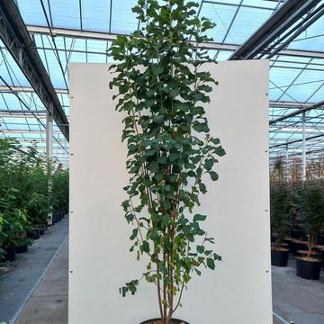 Amelanchier alnifolia 'Obelisk'