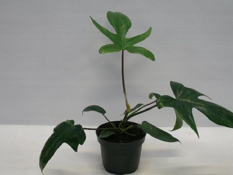 Philodendron FLORIDA GREEN