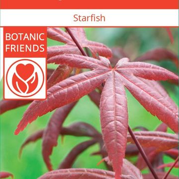 Acer palmatum 'Starfish'