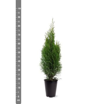 Thuja occidentalis 'Smaragd'