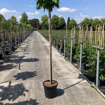Catalpa bignonioides 'Nana'