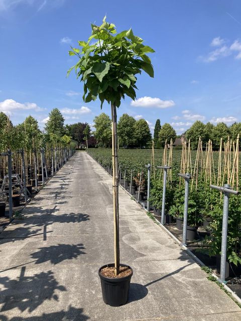 Catalpa bignonioides 'Nana'