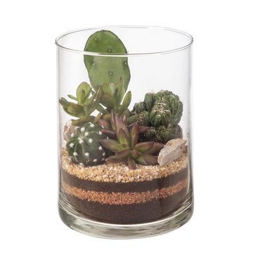 Composizione Cactus / Succulent