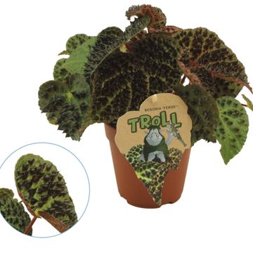 Begonia ferox