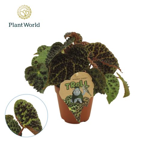 Begonia ferox