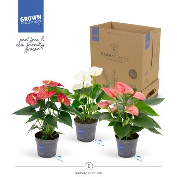 Anthurium MIX