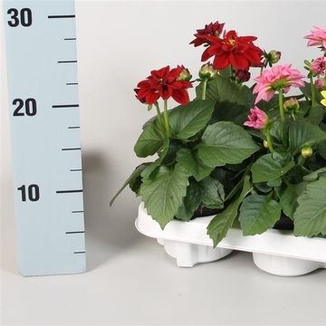Dahlia DAHLIETTA MIX