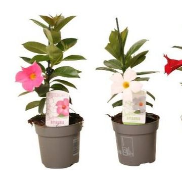 Mandevilla RIO MIX