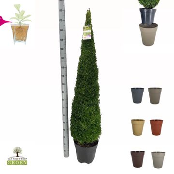 Buxus sempervirens