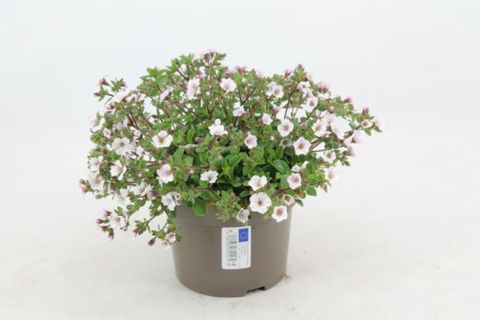 Acanthophyllum cerastioides PRETTY MAID