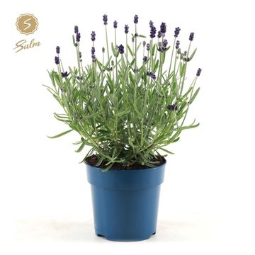 Lavandula angustifolia 'Felice Silver'