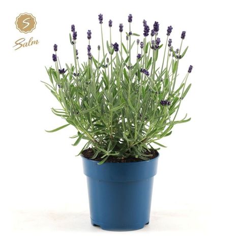Lavandula angustifolia 'Felice Silver'