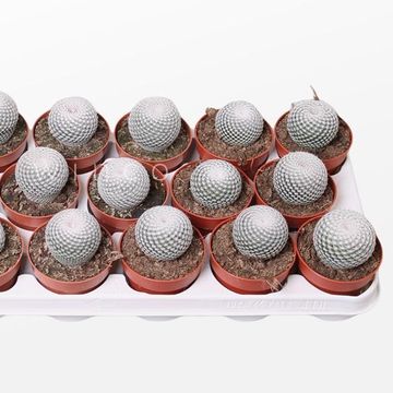 Mammillaria microthele superfina