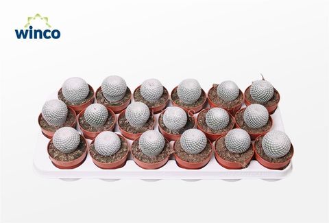 Mammillaria microthele superfina