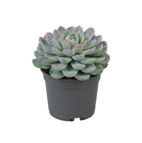 Echeveria elegans