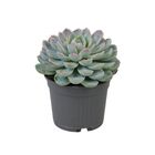 Echeveria elegans