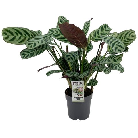 Ctenanthe burle-marxii