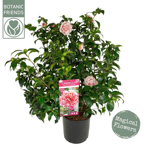 Camellia japonica 'Volunteer'