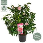 Camellia japonica 'Volunteer'