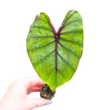 Colocasia 'Pharaoh’s Mask'